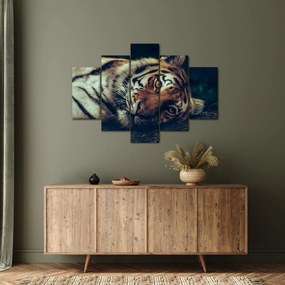 Obraz - Tiger Sibírsky (150x105 cm)