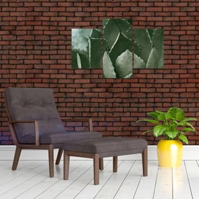 Obraz - Zelená agáve (90x60 cm)