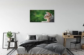 Obraz na plátne vyzerajúci mačka 140x70 cm