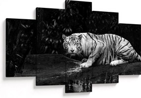 Obraz - Tiger albín, čiernobiely (150x105 cm)