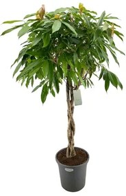 Fikus - Ficus binnendijkii "Amstel King" Stem braided 31x140 cm