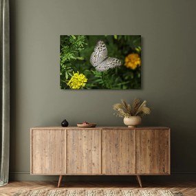 Obraz - biely motýľ (90x60 cm)
