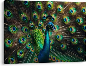 Obraz – Páv (70x50 cm)
