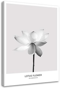 Obraz na plátně, Bílý lotosový květ Příroda - 40x60 cm