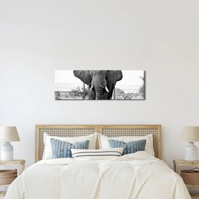 Obraz - Slon africký II. (s hodinami) (90x30 cm)