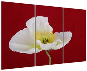 Obraz kvetu