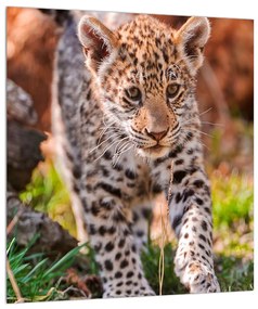 Obraz malého geparda (30x30 cm)