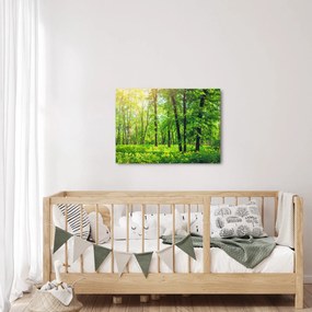 Obraz - Jarný listnatý les (70x50 cm)
