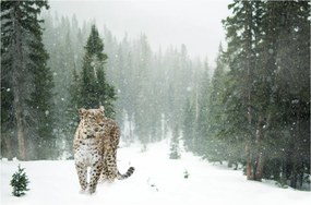 Obraz leoparda v snehu (90x60 cm)