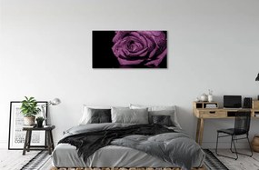 Obraz canvas purpurová ruža 125x50 cm