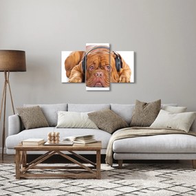 Obraz psa so slúchadlami (90x60 cm)