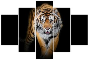 Obraz - Tiger (150x105 cm)