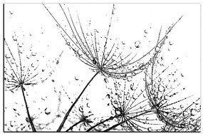 Obraz na plátne - Pampeliškové semienka s kvapkami vody 1202QA (60x40 cm)