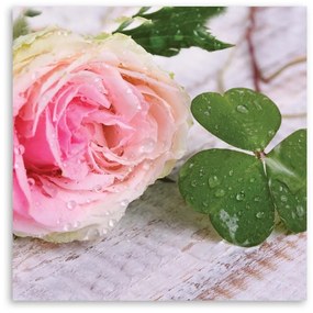 Obraz na plátně, Růžová růže Květina Příroda - 50x50 cm