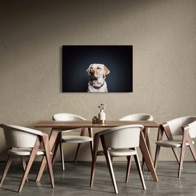 Obraz labradora (90x60 cm)
