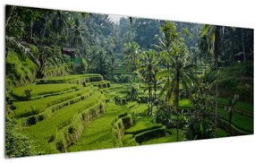 Obraz ryžových terás Tegalalang, Bali (120x50 cm)