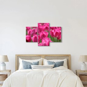 Obraz - Ružové tulipány (90x60 cm)