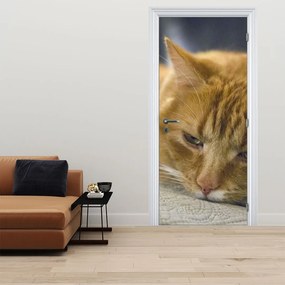 Fototapeta na dvere - Mačky (95x205cm)