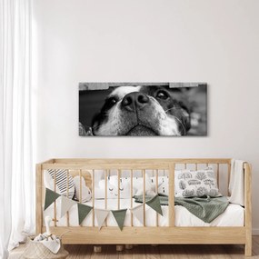Obraz psa (120x50 cm)