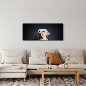 Obraz labradora (120x50 cm)