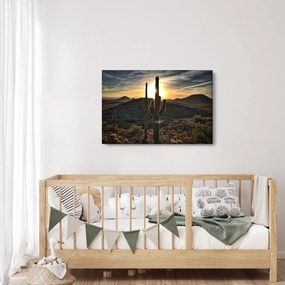Obraz - kaktusy v slnku (90x60 cm)