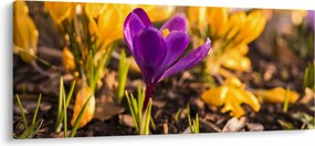 Obraz fialovej kvetiny (120x50 cm)