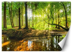Fototapeta, Potok v lese při východu slunce Příroda - 200x140 cm