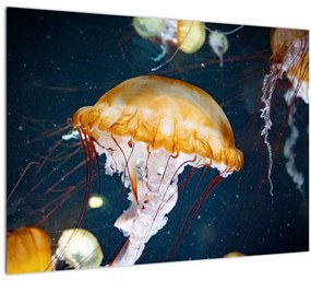 Obraz medúzy (70x50 cm)