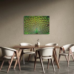 Sklenený obraz - Páv (70x50 cm)