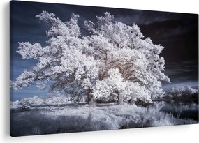 Obraz - Snehobiely strom (90x60 cm)