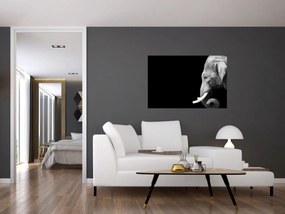 Obraz - Slon (90x60 cm)