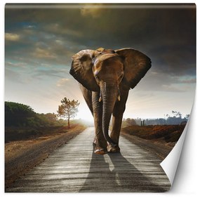 Gario Fototapeta Slon pochodujúci po ceste Materiál: Vliesová, Rozmery: 100 x 100 cm