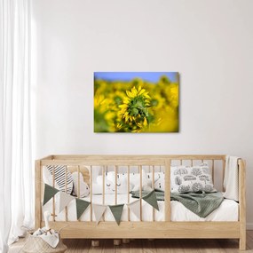 Obraz slnečnice (70x50 cm)