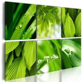 Artgeist Obraz - Fresh green leaves Veľkosť: 120x80, Verzia: Standard
