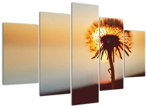 Obraz Púpavy v západe slnka (150x105 cm)