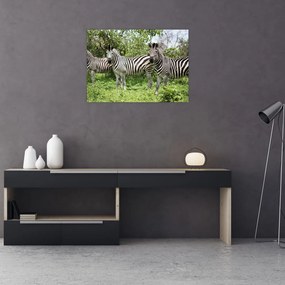 Obraz so zebrami (70x50 cm)