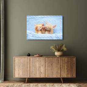 Obraz - Spiace mačiatka (90x60 cm)