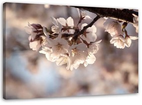 Obraz na plátně, Příroda třešňových květů - 100x70 cm