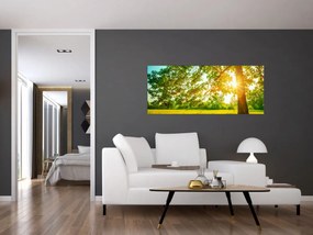 Obraz - Slnečný les (120x50 cm)