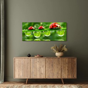 Obraz - Lienka sedembodková (120x50 cm)