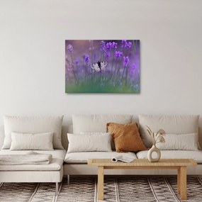 Obraz - Motýľ v levanduli (70x50 cm)