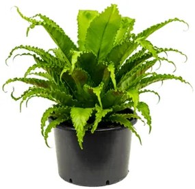 Asplenium antiquum "Osaka" Bush 37x70 cm