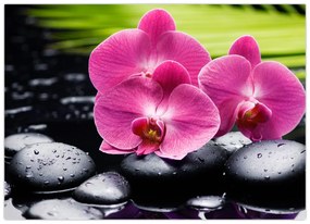 Sklenený obraz - Ružové orchidey s palmovým listom (70x50 cm)