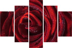 Obraz - Červená ruža s kvapkami rosy (150x105 cm)