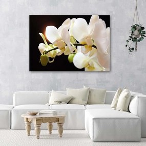 Obraz na plátně Bílá orchidej Květina Příroda - 90x60 cm