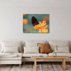 Obraz - motýľ na oranžovom kvete (70x50 cm)