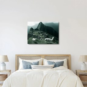Obraz - Lamy na Machu Picchu v Peru (70x50 cm)