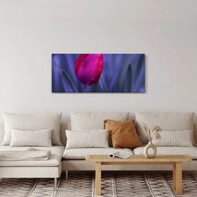 Obraz pupete tulipánu (120x50 cm)