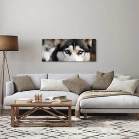 Obraz psa husky (120x50 cm)