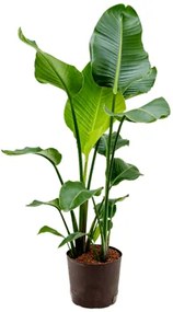 Strelitzia nicolai 2pp 22/19 v. 100 cm